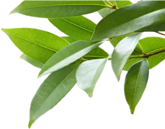 a branch with green leaves on it