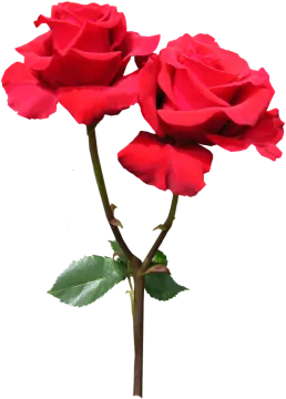 two red roses on a white background