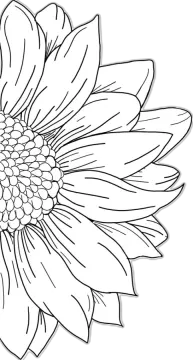 a black and white flower