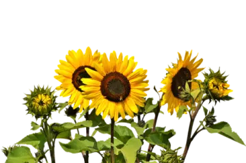 a bunch of sunflowers