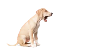 a dog sitting on the ground with its mouth open