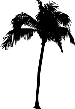 a black and white silhouette of a palm tree