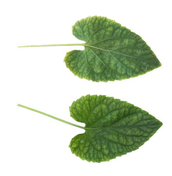 two green leaves on a white background