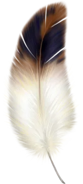 a feather on a white background
