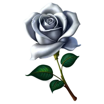 a white rose with green leaves