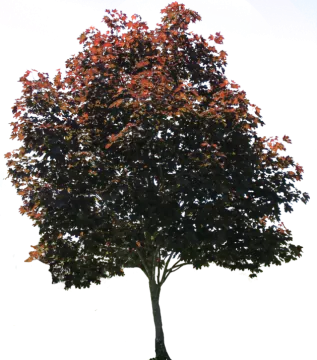 a tree with lots of leaves on it