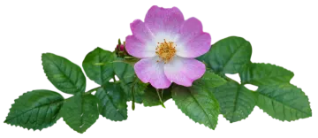 a pink flower with green leaves on it