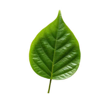 a green leaf on a white background