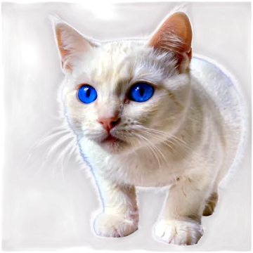 a white cat with blue eyes