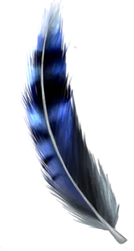 a blue feather on a white background