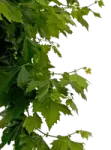 a tree branch with green leaves on it