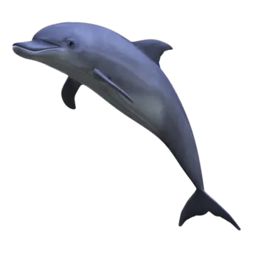 a dolphin jumping in the air on a white background
