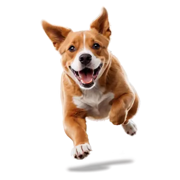 a brown and white dog jumping in the air