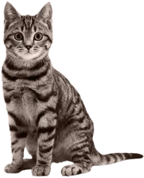 a black and white photo of a kitten