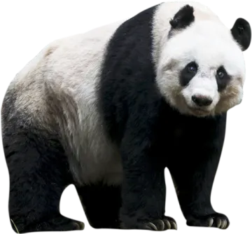 a black and white panda bear