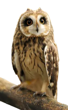 an owl sitting on a branch with its eyes open