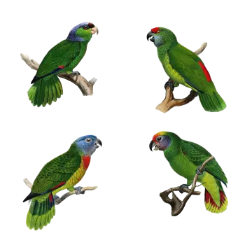 four green parrots sitting on a branch
