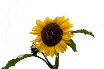 a single sunflower is shown against a white background