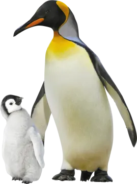 a penguin standing next to a baby penguin