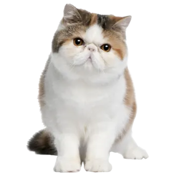 a brown and white cat sitting on the ground