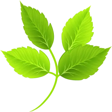 a green leaf on a white background
