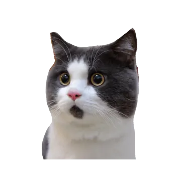 a gray and white cat with yellow eyes
