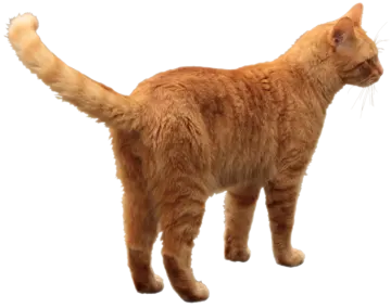 an orange cat standing on a white surface