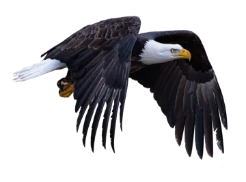 an eagle in flight with its wings spread
