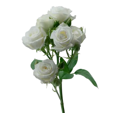 a bunch of white roses on a stem