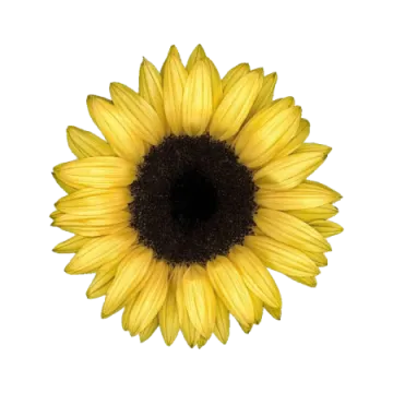 a sunflower on a white background