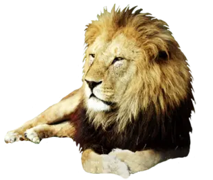 a lion laying down on the ground