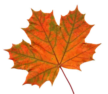 an orange maple leaf on a white background