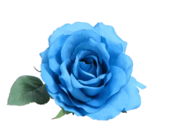 a blue rose on a white background