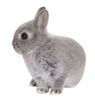 a gray rabbit sitting on a white background