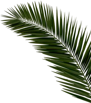 a palm leaf on white background