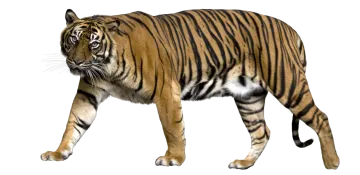 a tiger walking on a white background