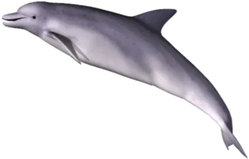 a dolphin swimming in the ocean