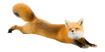 a red fox jumping in the air