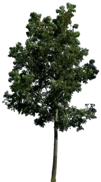 a tree on a white background