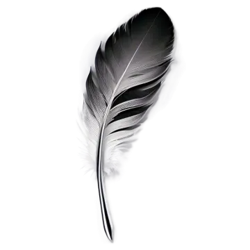 a black and white feather on a white background