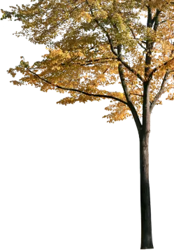 a tree with yellow leaves on it