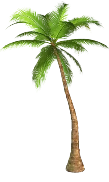 a palm tree on white background