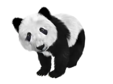 a black and white panda bear on a white background