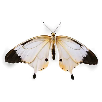 a white butterfly with black and yellow wings