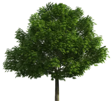 a tree on a white background