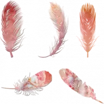 a set of watercolor feathers
