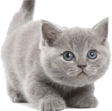 a gray kitten with blue eyes looking up