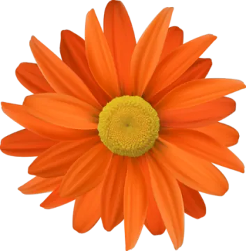 an orange flower with yellow center