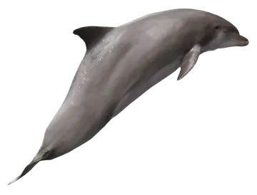 a dolphin jumping in the air on a white background