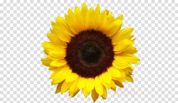 a sunflower on a transparent background